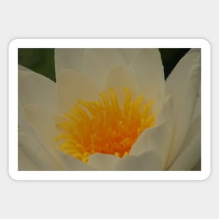 Water lily gold Sticker